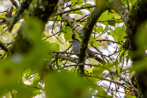 Gray Catbird photographed in Tennessee