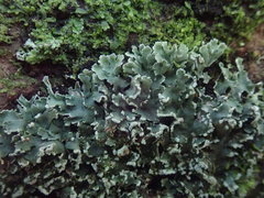 Heterodermia obscurata