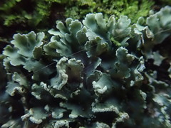 Heterodermia obscurata