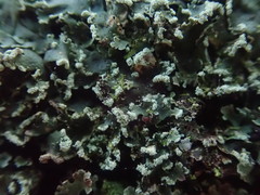 Heterodermia obscurata