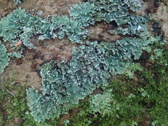 Heterodermia obscurata