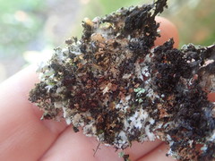 Heterodermia obscurata