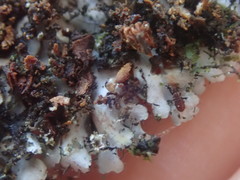 Heterodermia obscurata