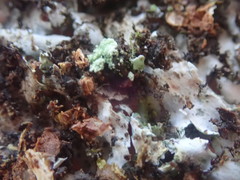 Heterodermia obscurata