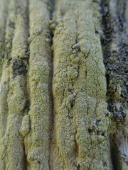 Lecanora expallens
