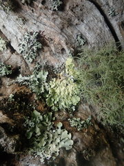 Flavoparmelia haywardiana