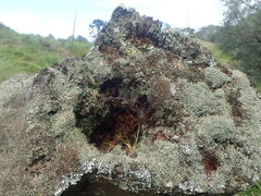 Cladonia capitellata capitellata