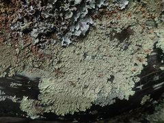 Flavoparmelia soredians