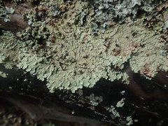 Flavoparmelia soredians