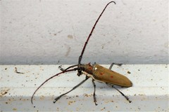 Batocera numitor