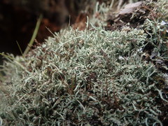 Cladonia capitellata capitellata