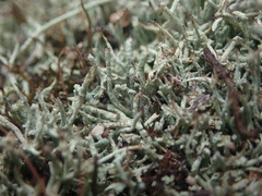 Cladonia capitellata capitellata