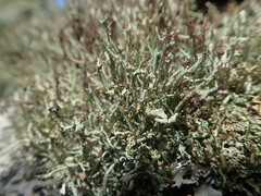 Cladonia capitellata capitellata