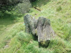 Cladonia capitellata capitellata
