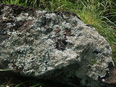 Notoparmelia erumpens