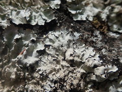 Notoparmelia erumpens