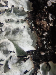 Notoparmelia erumpens