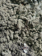 Notoparmelia erumpens