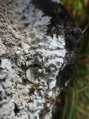 Notoparmelia erumpens