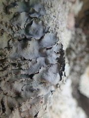 Notoparmelia erumpens