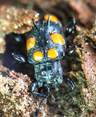 Spathomeles anaglyptus
