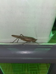 Neoconocephalus triops