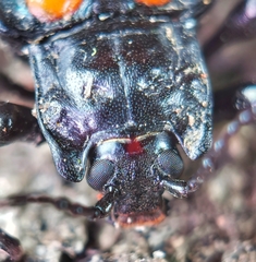 Spathomeles anaglyptus