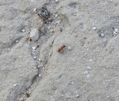 Pseudomethoca paludata