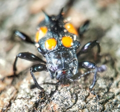 Spathomeles anaglyptus