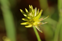Ptilotus gaudichaudii