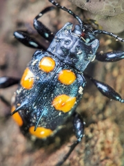 Spathomeles anaglyptus