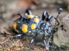 Spathomeles anaglyptus