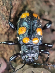 Spathomeles anaglyptus