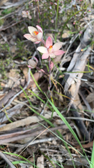 Thelymitra × macmillanii