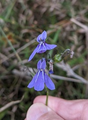 Lobelia batsonii