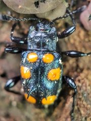 Spathomeles anaglyptus