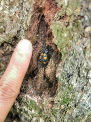 Spathomeles anaglyptus