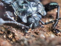 Spathomeles anaglyptus