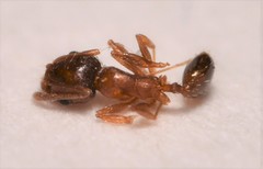 Pheidole soritis