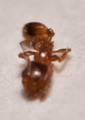 Pheidole soritis