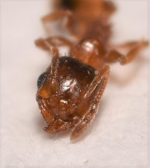 Pheidole soritis