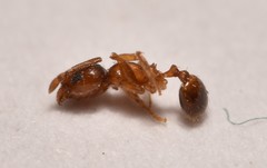 Pheidole soritis