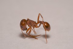 Pogonomyrmex desertorum