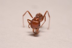 Pogonomyrmex desertorum