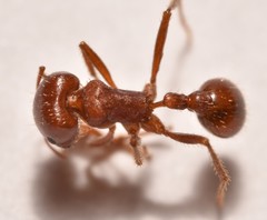 Pogonomyrmex desertorum