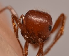 Pogonomyrmex desertorum