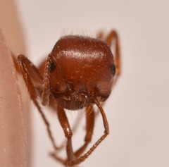 Pogonomyrmex desertorum