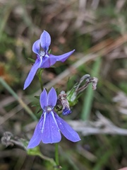 Lobelia batsonii