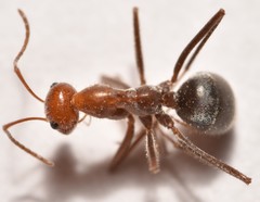 Myrmecocystus mendax