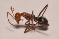 Myrmecocystus mendax